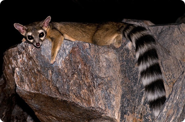 bassarisco ringtail bassarisco ringtail