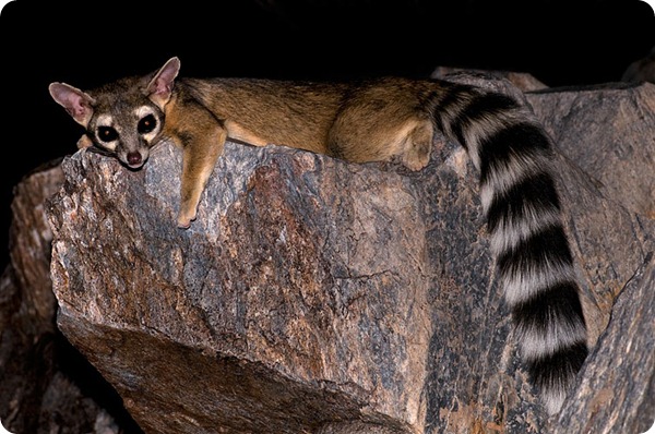 bassarisco ringtail