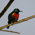 Olive-bellied Sunbird - Photo (c) 116916927065934112165, some rights reserved (CC BY-NC-SA)