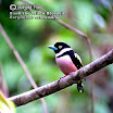B&Y-Broadbill02.jpg