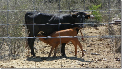 Corriente (a Mexican breed of cattle)