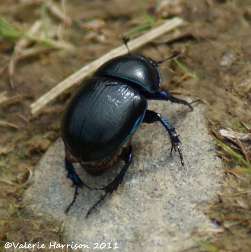 [28-dor-beetle%255B2%255D.jpg]