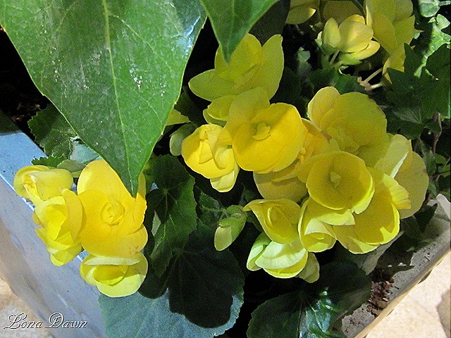 [Begonia_Yellow%255B9%255D.jpg]