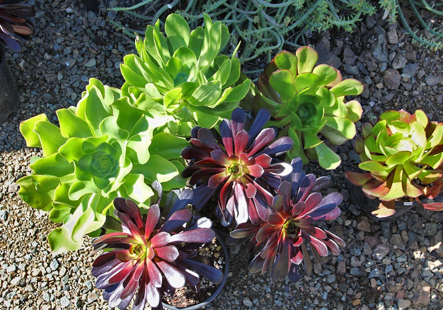 [120414_RBG_aeoniums3.jpg]