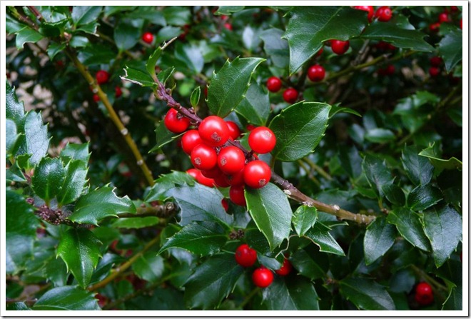 holly-berries-bush holly-berries-bush