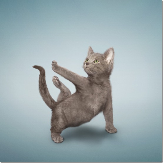 yogacats0 yogacats0