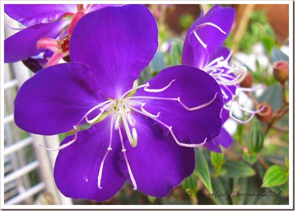 03-19-tibouchina3