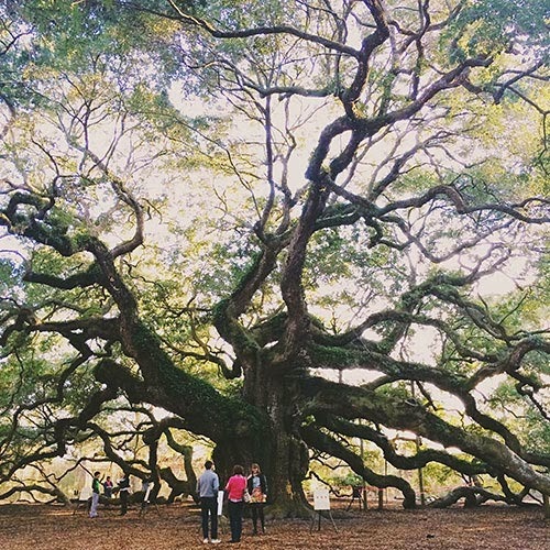 [Tree-in-Charleston4.jpg]