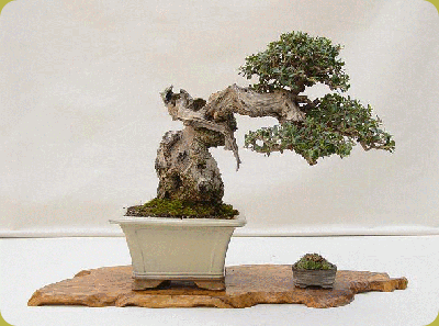 40_fotos_bonsai_html_4227d9e0 40_fotos_bonsai_html_4227d9e0