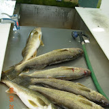 Slave Lake Fishing June 2009