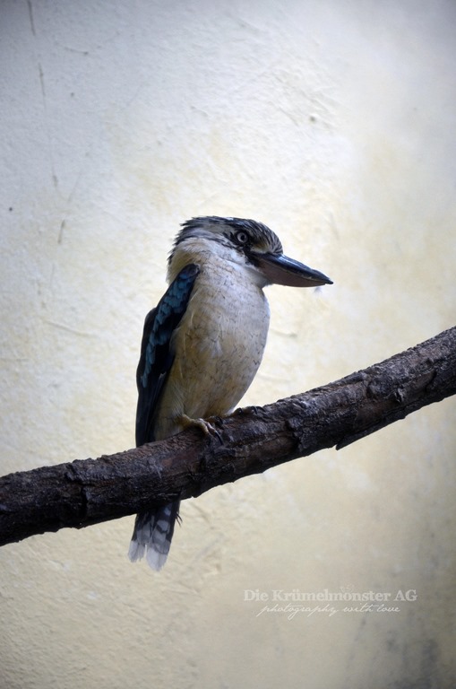 [Zoo-Frankfurt-Blauflgelkookaburra-15.jpg]