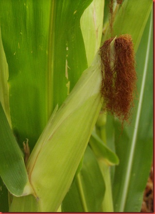 Corn Maze and Campers 008