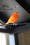 Hello, cute dog.  We are birds called red factor canaries.  As you can see, we are lively and we love to sing, although we males sing more than the females.