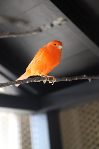 Hello, cute dog.  We are birds called red factor canaries.  As you can see, we are lively and we love to sing, although we males sing more than the females.