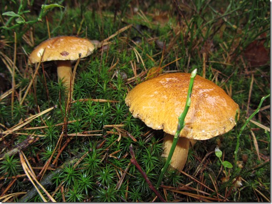 Der Kuhrhrling schmeckt nicht so gut wie Steinpilze oder Maronen aber hat trotzdem die beliebte Schwammerlkonsistenz