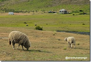 Ovelhas Patagônia Chilena Ovelhas Patagônia Chilena