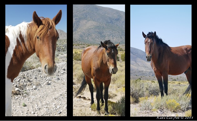 Cold Creek Horse Triptych-2