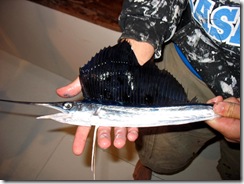 sailfish224