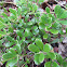 Purslane