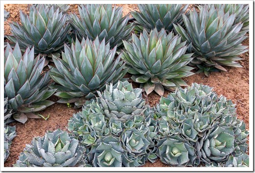 120929_SucculentGardens_Agave-Blue-Glow_02