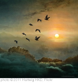 'Eight Flying Doves' photo (c) 2011, Hartwig HKD - license: http://creativecommons.org/licenses/by-nd/2.0/