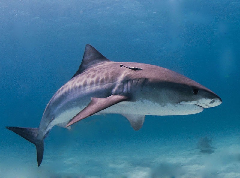 [Tiger_shark%255B4%255D.jpg]