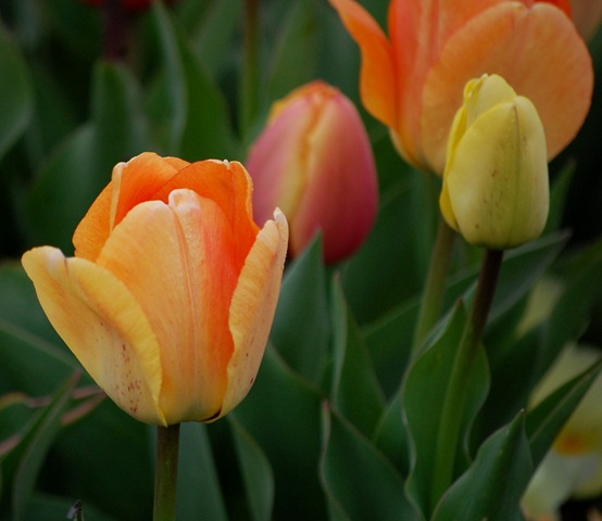 [tulips92.jpg]