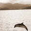 A Moment Of Flight - Bay Of Islands, New Zealand
