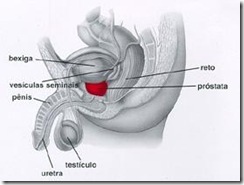 prostata_1 prostata_1