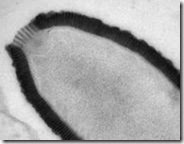 Pithovirus-99 Pithovirus-99