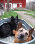 Dogs need access to drinking water for safety but many of them also love to frolic in it as part of their summer fun!
Splish Splash! Dogs need access to drinking water for safety but many of them also love to frolic in it as part of their summer fun!
Splish Splash!