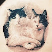Cats