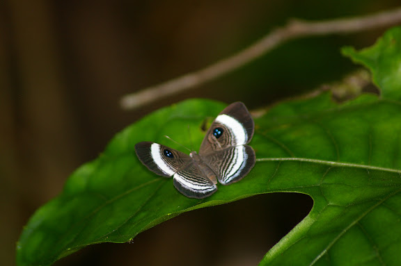 Riodinidae : Semomesia croesus FABRICIUS,1776, femelle. Saül (Guyane). 30 novembre 2011. Photo : J.-M. Gayman