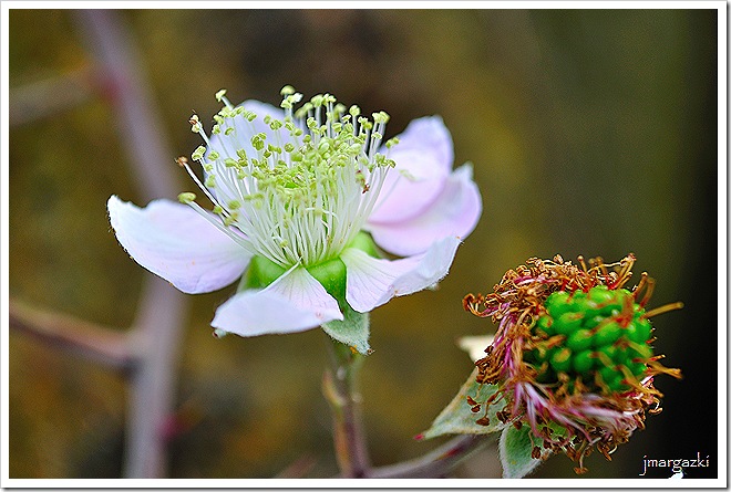 Moras