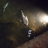 Puffer Fish