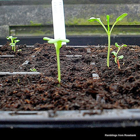 broccoli raab seedlilngs