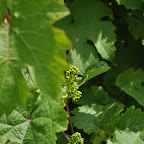 DSC_0574.jpg