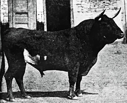 19170416 (p. La Lidia) Toro Palha alternativa Ale - copia