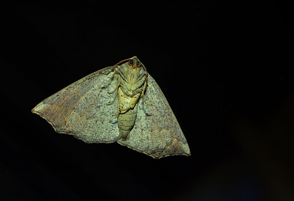 Geometridae : Ennominae : Nacophorini : Amelora oenobreches TURNER, 1919, verso. Umina Beach (New South Wales, Australie), 27 mars 2011. Photo : Barbara Kedzierski