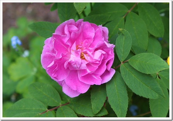 IMG_2857 IMG_2857