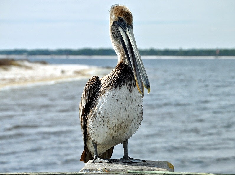 [Nature---Pelican-on-Fishing-Pier4.jpg]