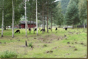 Karantenejenter hos Knapper Alpakka
