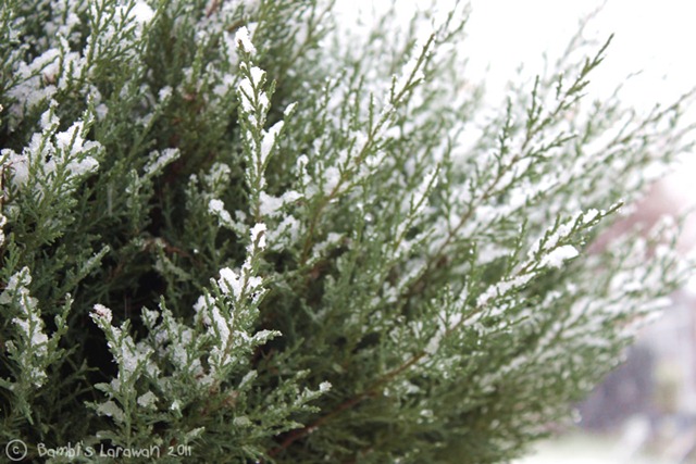 [1stsnow03%255B3%255D.jpg]