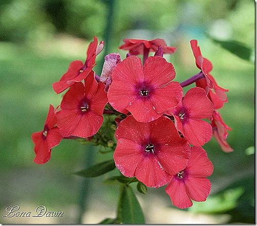 Orange Perfection Phlox