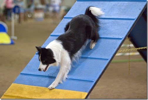 Border Collie agility A-frame