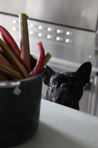 Look at those pretty stalks of rhubarb.  Rhubarb makes a really great pie!