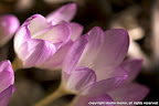 autumn crocus, taken at Van Dusen Botanical Gardens, 16 September 2012