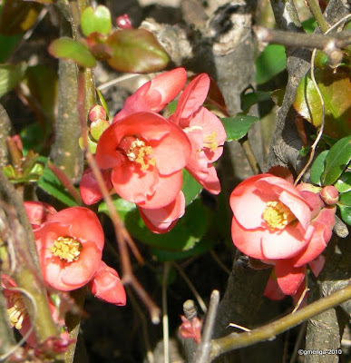 Chaenomeles japonica - Cognassier du Japon