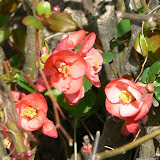 Chaenomeles japonica - Cognassier du Japon