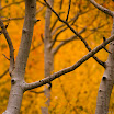 Twins of Fall.jpg